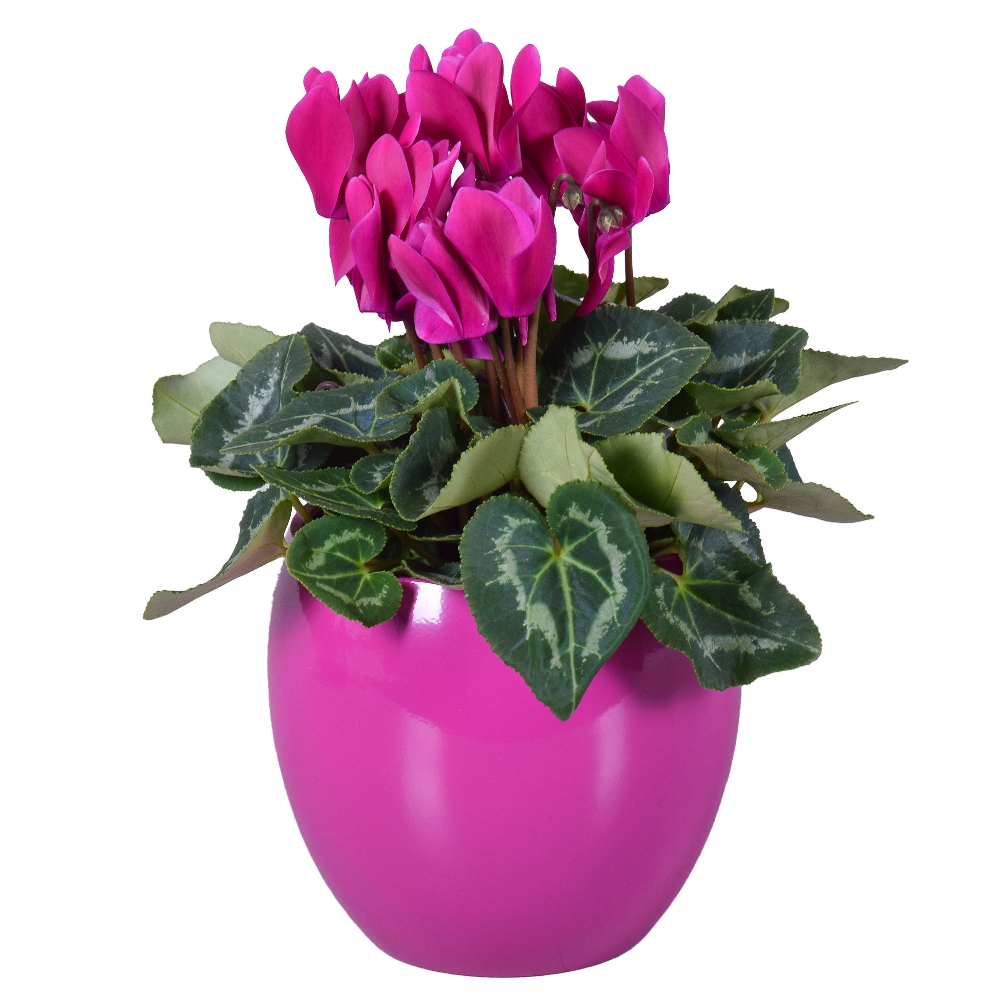 Cyclamen paars in "Lisa" keramiek, D 12