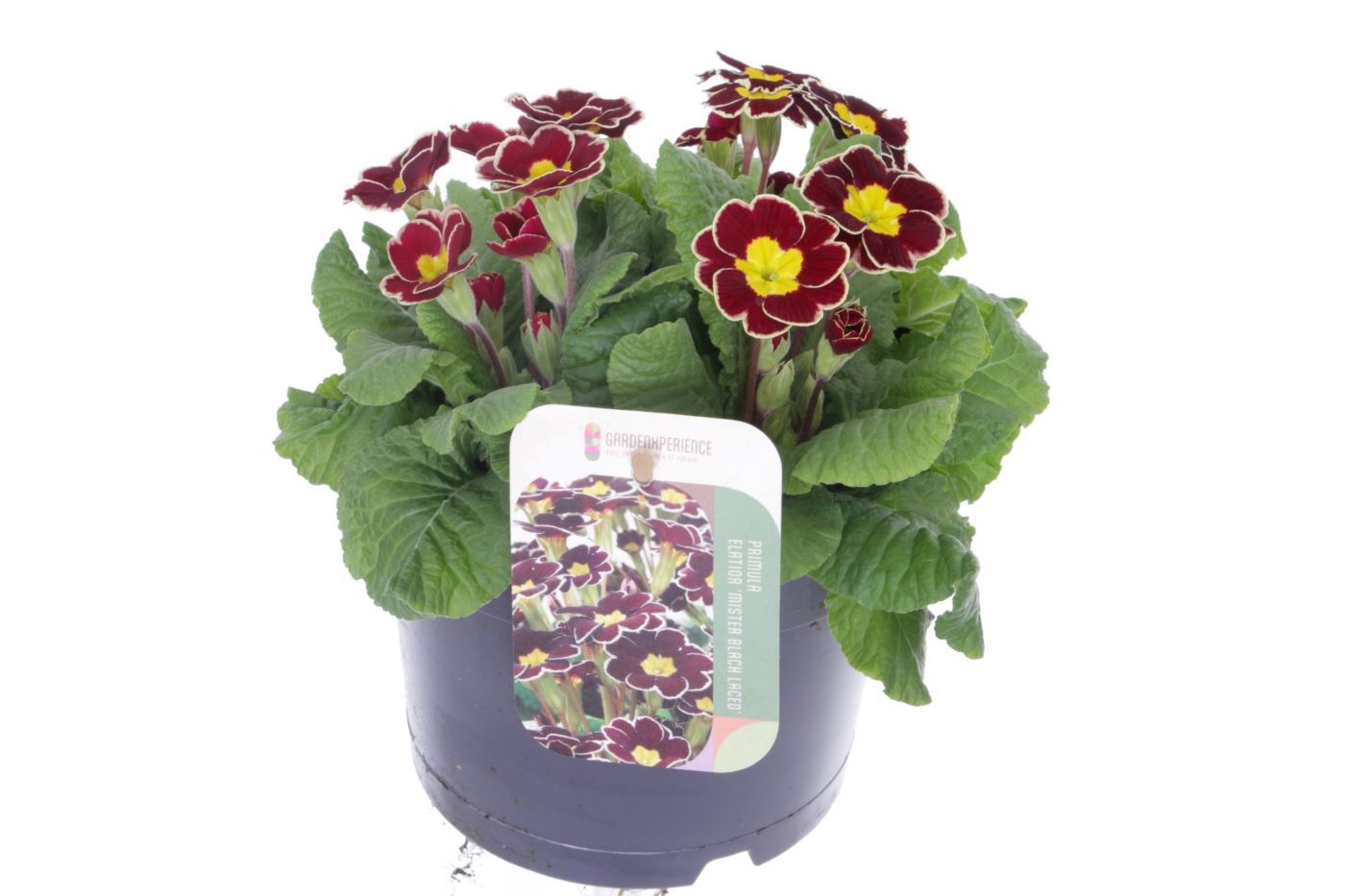 Primula elatior Veristar Wine Rose Silver Laced, D 17