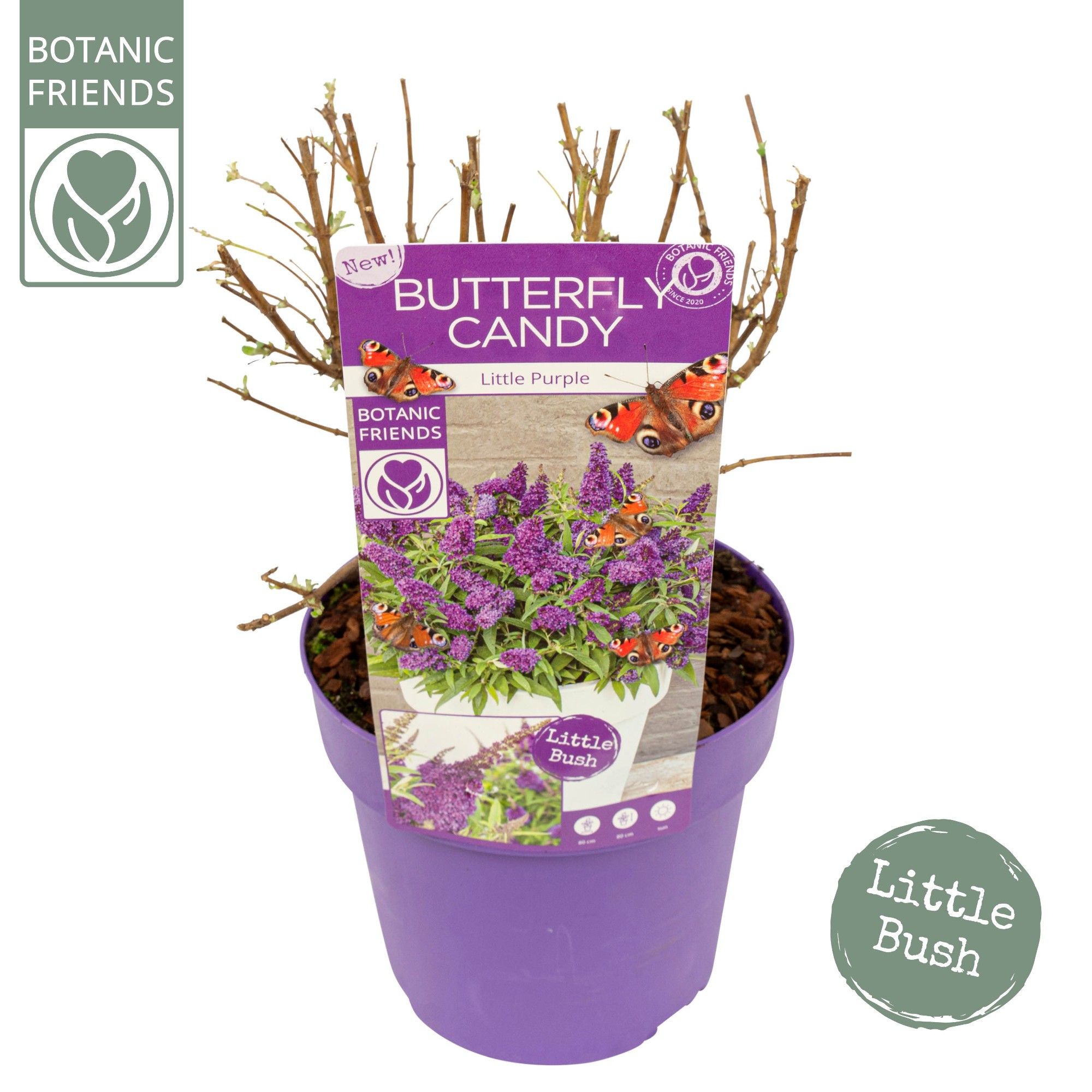 Buddleja Butterfly Candy 'Little Purple'®, D 19