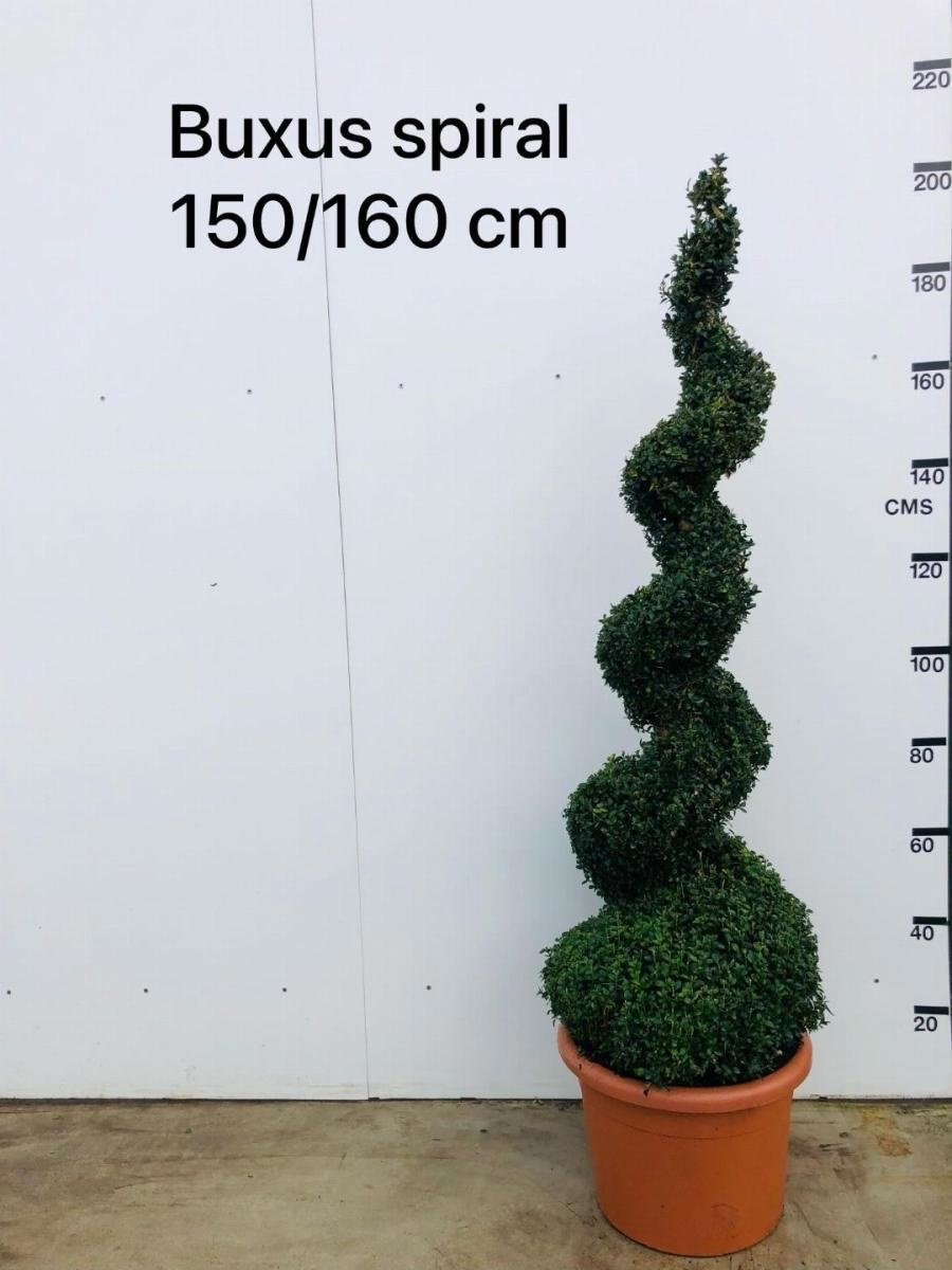 Buxus sempervirens, spiraal, D 49
