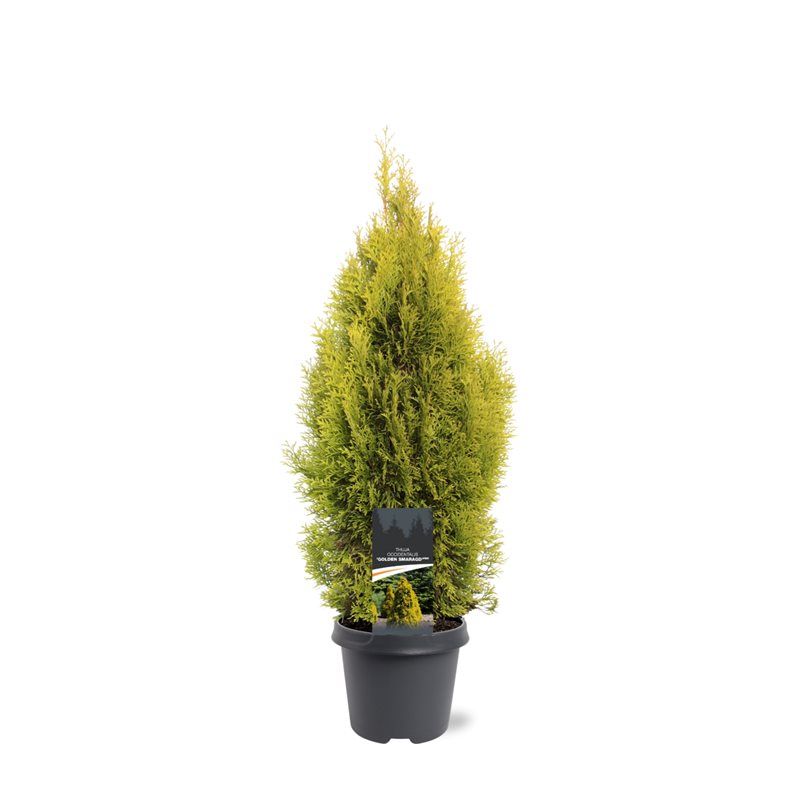 Thuja occidentalis 'Golden Smaragd' (pbr), D 23