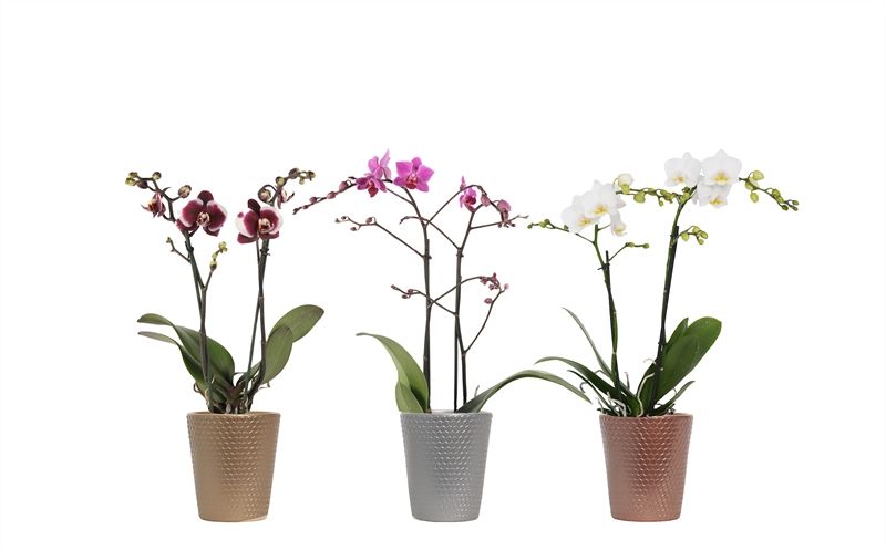 Zoe p12 honeycomb luxury mix Phal multiflower mix 2T22+, D 12 cm