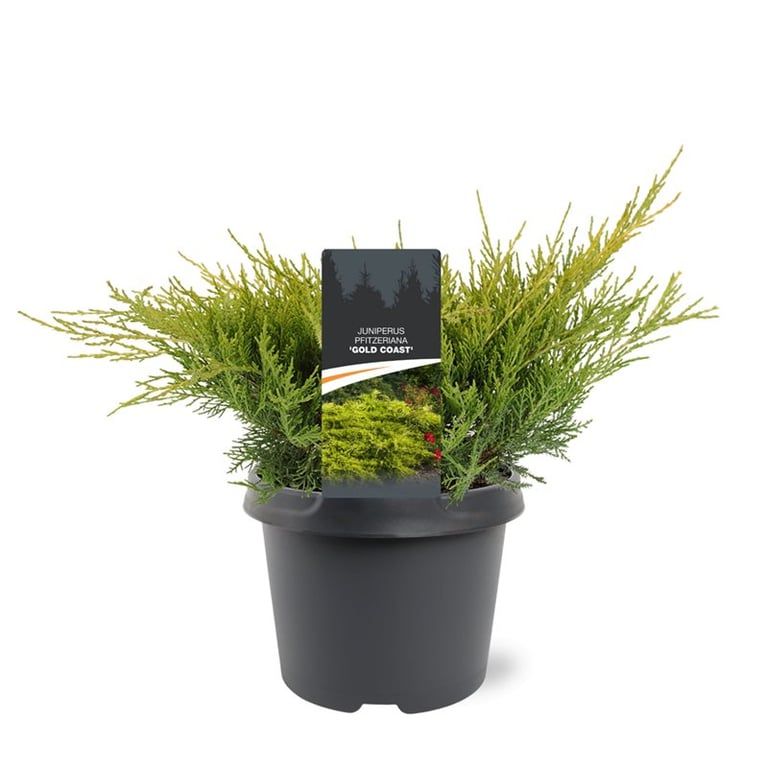 Juniperus pfitzeriana 'Gold Coast', D 19
