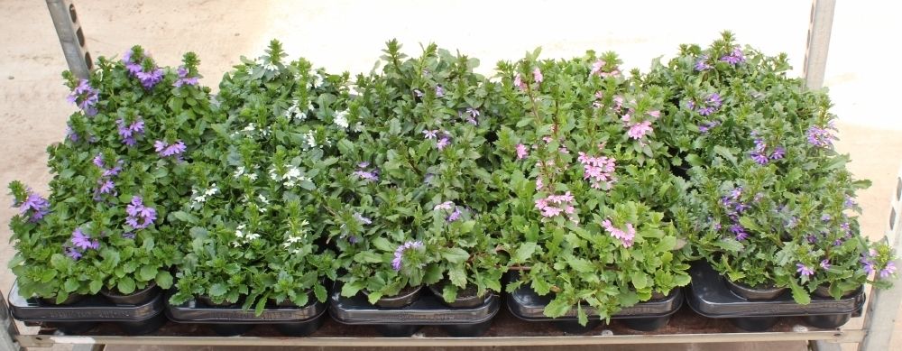 Scaevola Mix, D 10,5