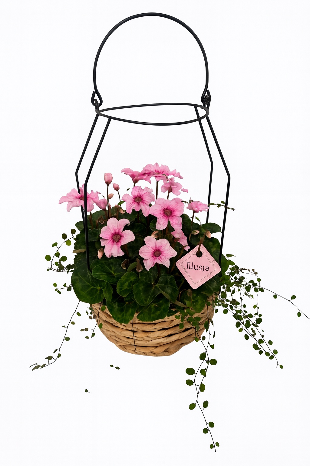 CYM801IL-9323 Cyclaam Illusia/Muehlenbeckia lantaarn Nina, D 23 cm