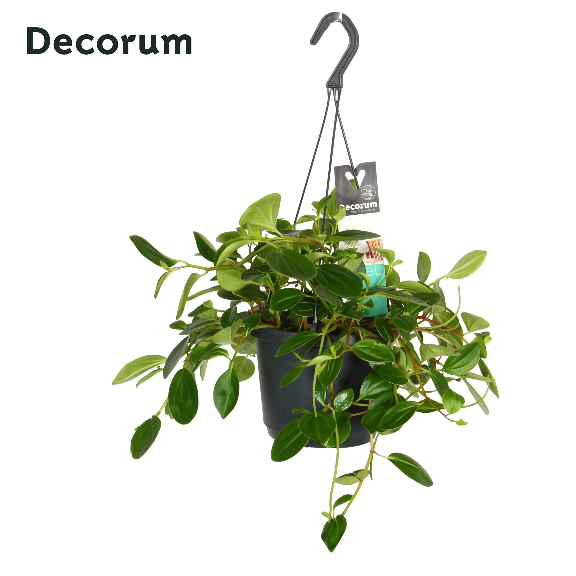 Peperomia 'Smaragd, D 17 cm