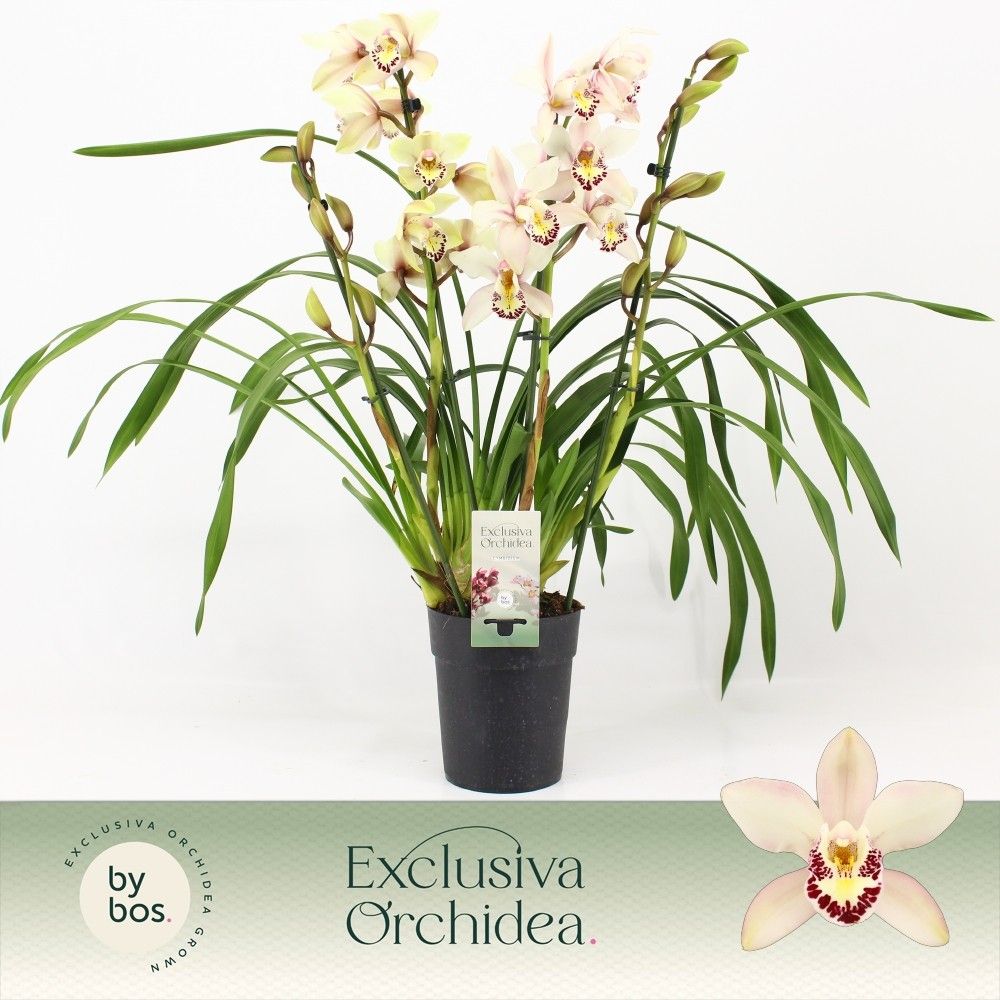 Cymbidium, Little Stef 4-spike P14 'Exclusiva Orchidea', D 14 cm