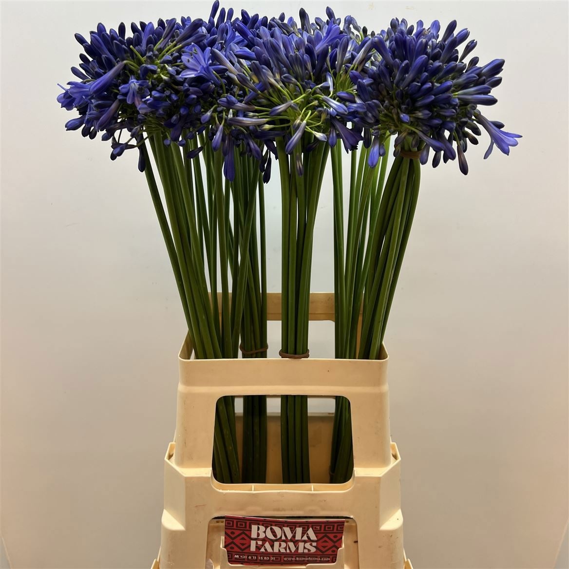 Агапантус Донау 70 (син.), шт.