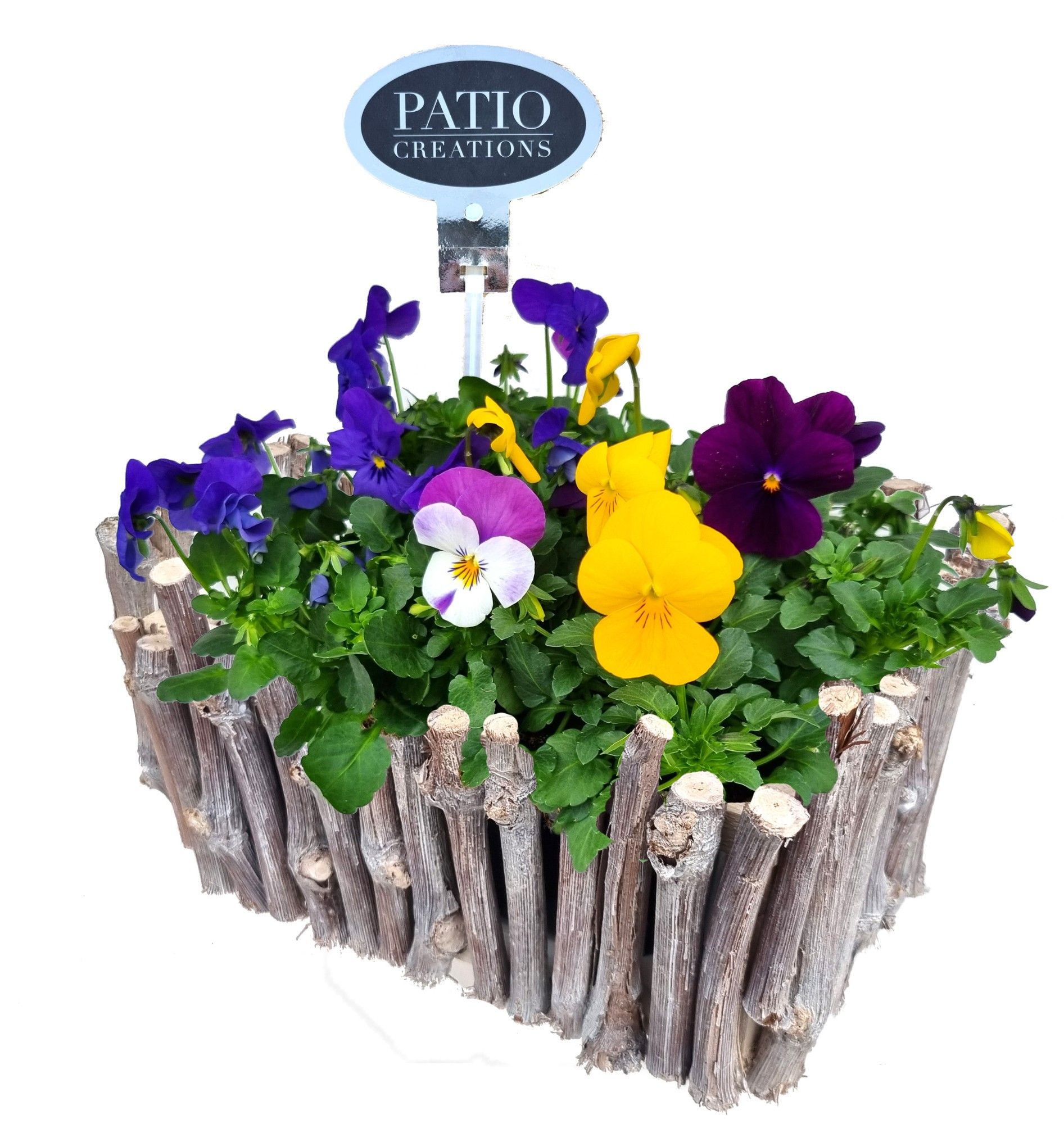 V783-9001 Viola druivenhout S, D 22