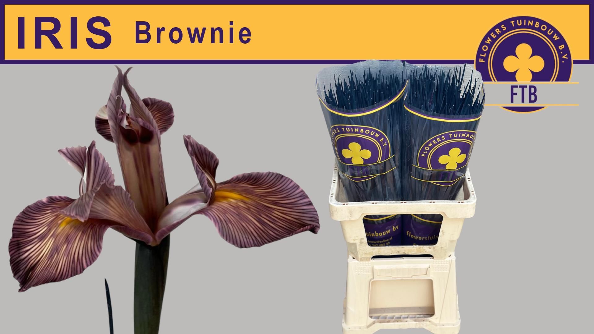 Ирис Овериг, шт.