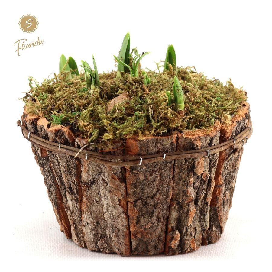 (DN501) Narcissus Bark Box Round Mos, D 15 cm