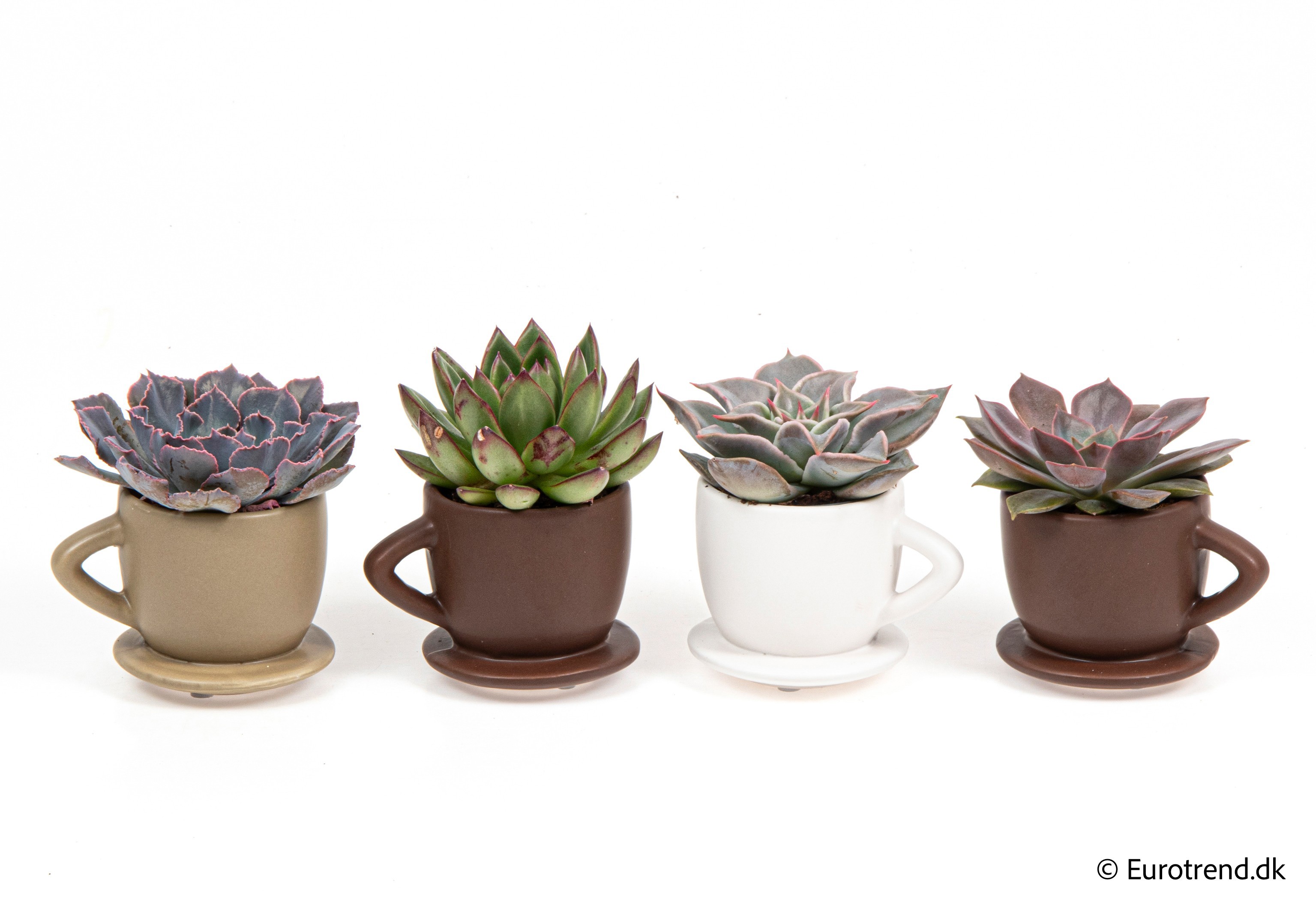 Succulent Mix in New Look ceramic 2026, D 6