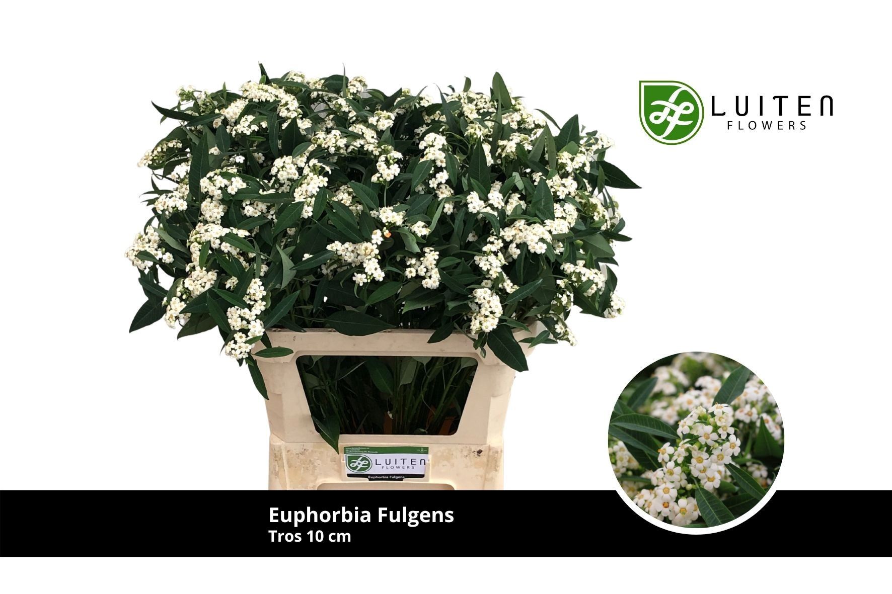 Эуфорбия куст. Квиксильвер 75, шт.