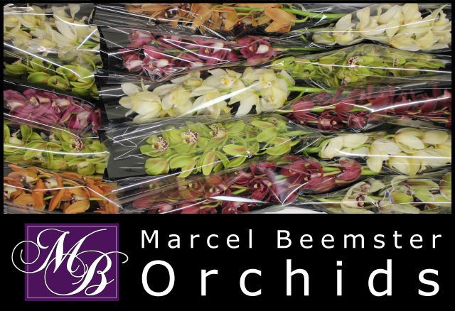 Цимбидиум мини Микс x15 50, шт.