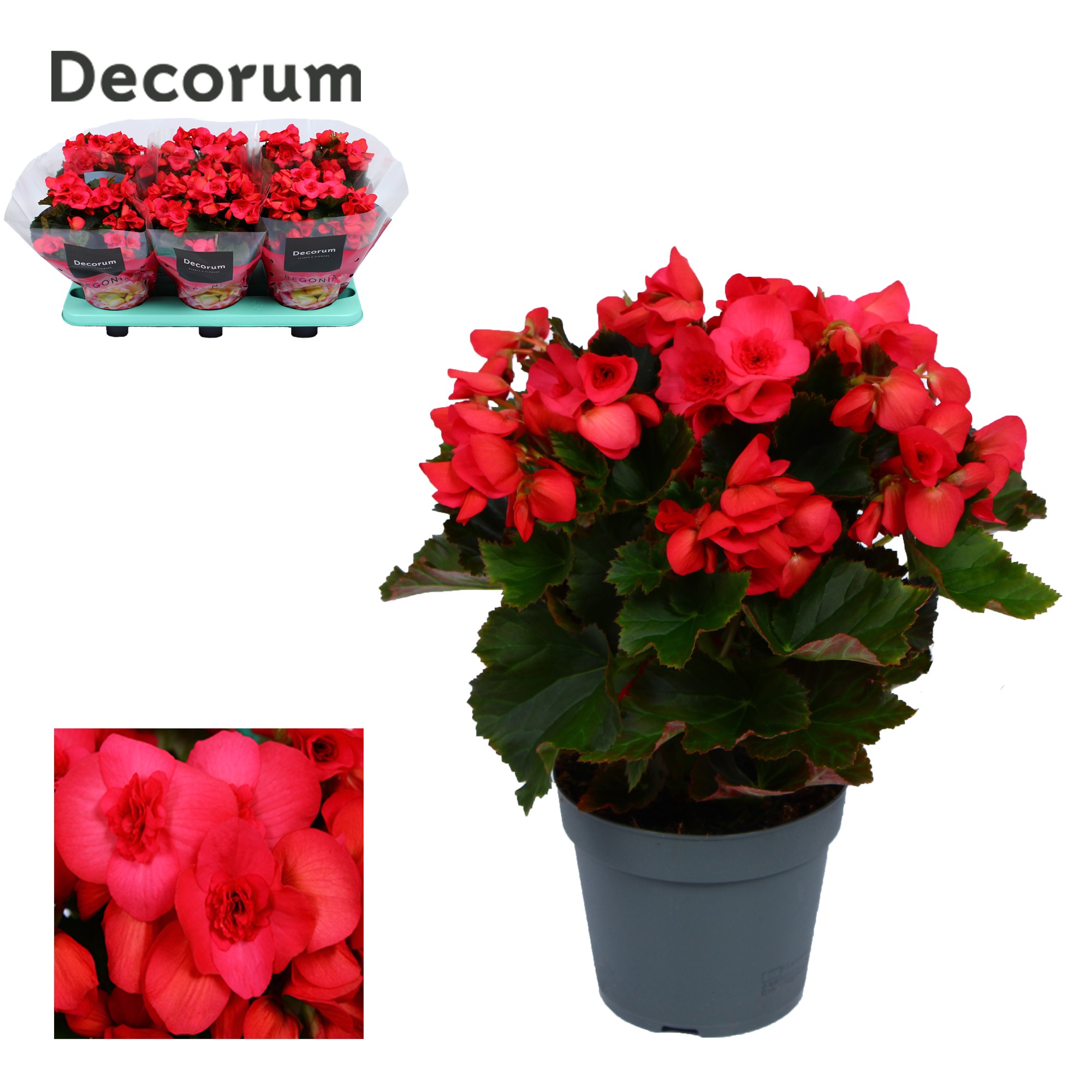Begonia 14 cm Serena paars Decorum, D 14