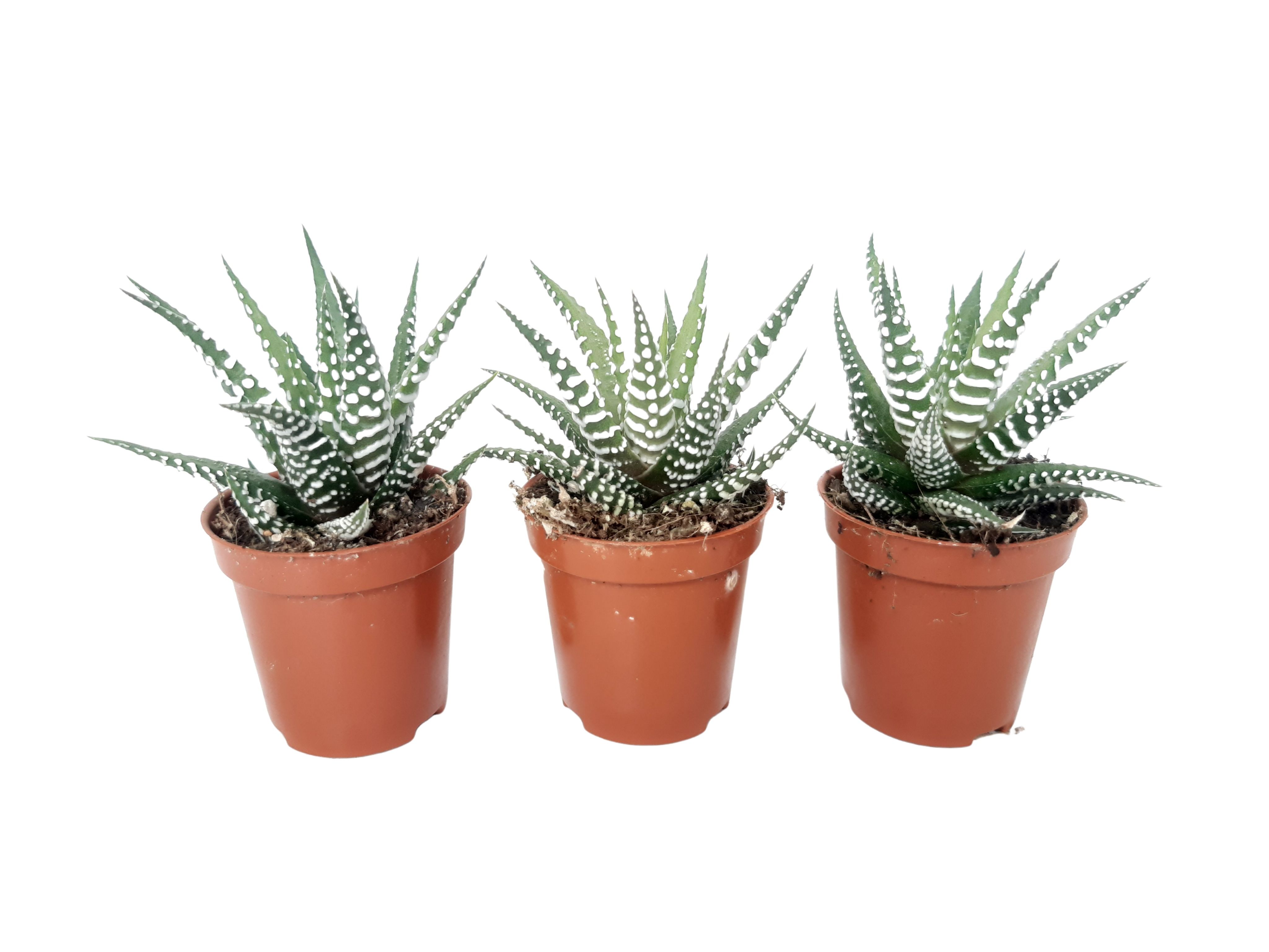 SNHBB Mini Haworthia fasciata Big Band 5,5 cm, D 5,5