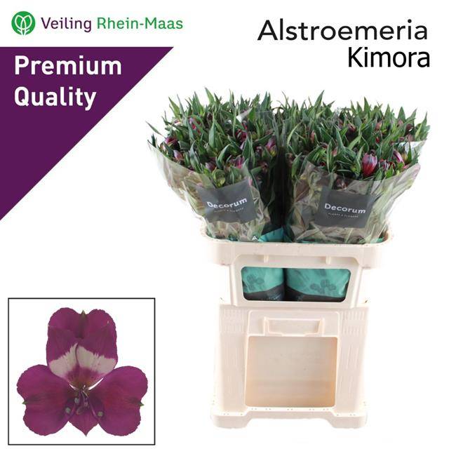 Альстромерия Кимора, шт.