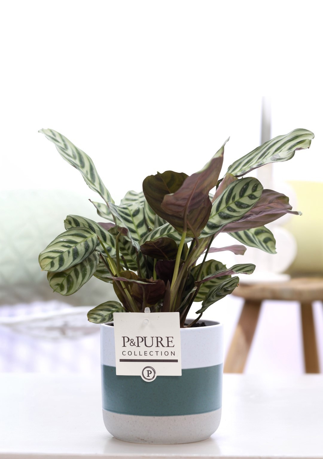 Ctenanthe Burle Marxii in P&PURE Lauren ceramics, D 12