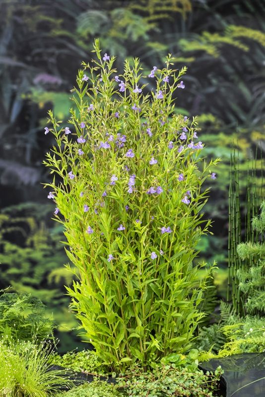 Mimulus ringens (18x18), D 18