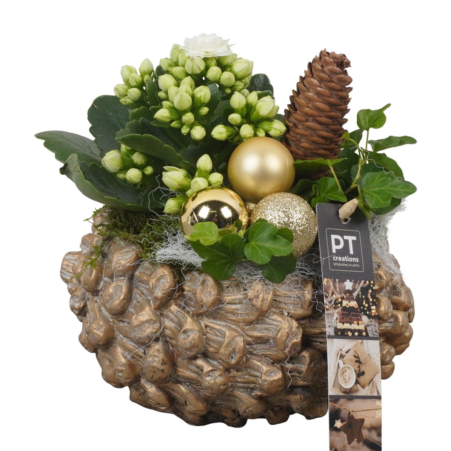 PTCHG5644 Arrangement Christmas Gold in beton pot, D 16 cm