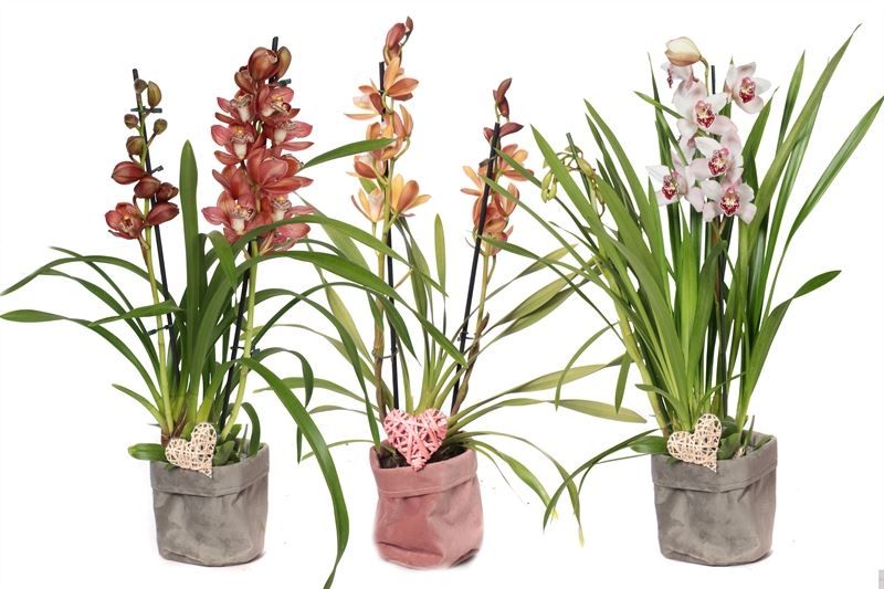 Tasje vilt grey/pink Cymbidium mix 2T10+, D 12