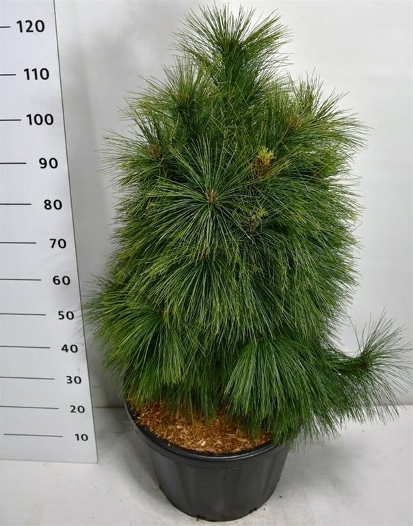 Pinus schwerinii 'Wiethorst', D 48