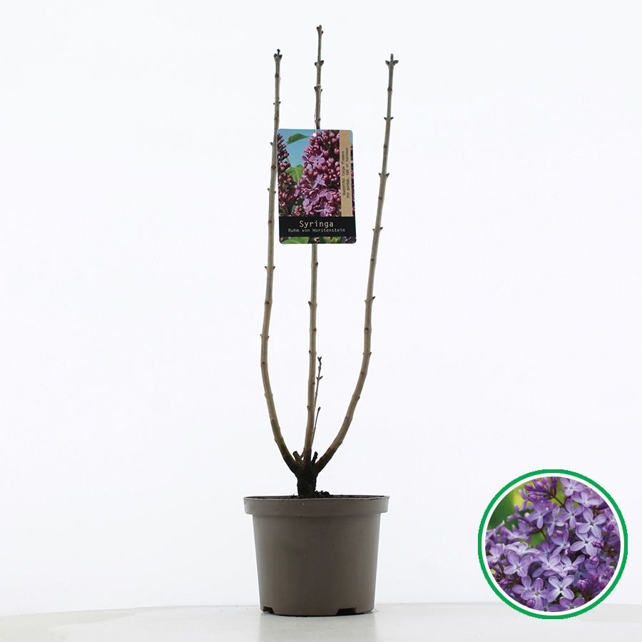 Syringa vulgaris 'Ruhm von Horstenstein' C5 (23cm.), D 23