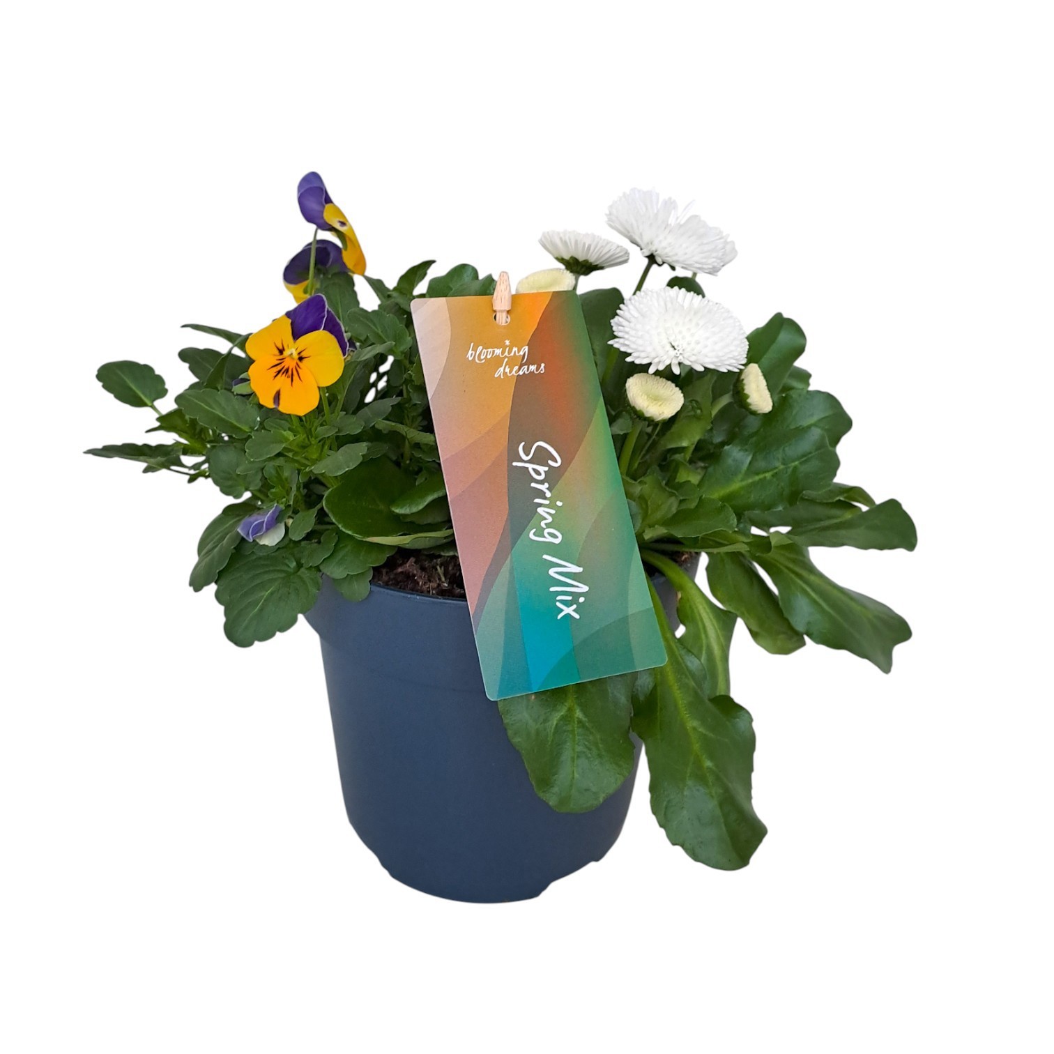 Springmix 1 p17 (NL), D 17