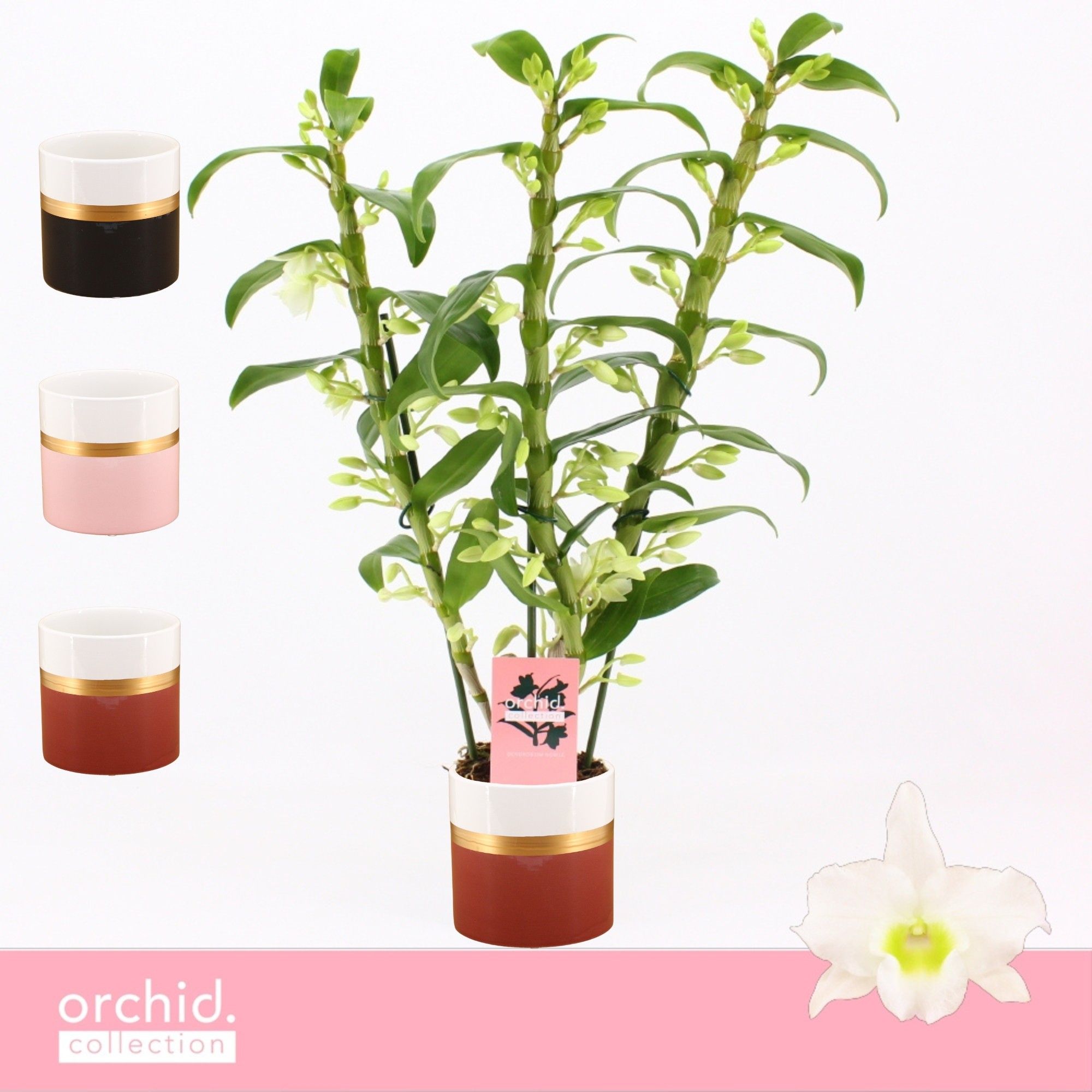 Dendrobium Nobilé, Apollon 3-spike in Dolomite Horizon 'Orchid Collection', D 12