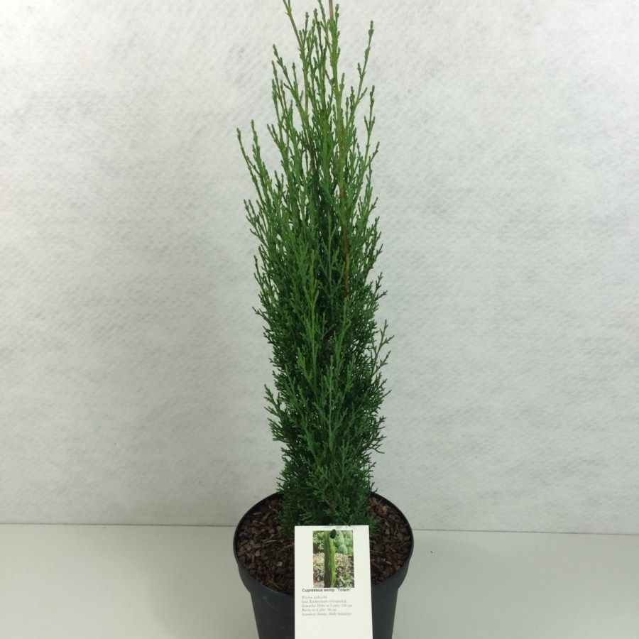 Cupressus sempervirens 'Totem', D 19