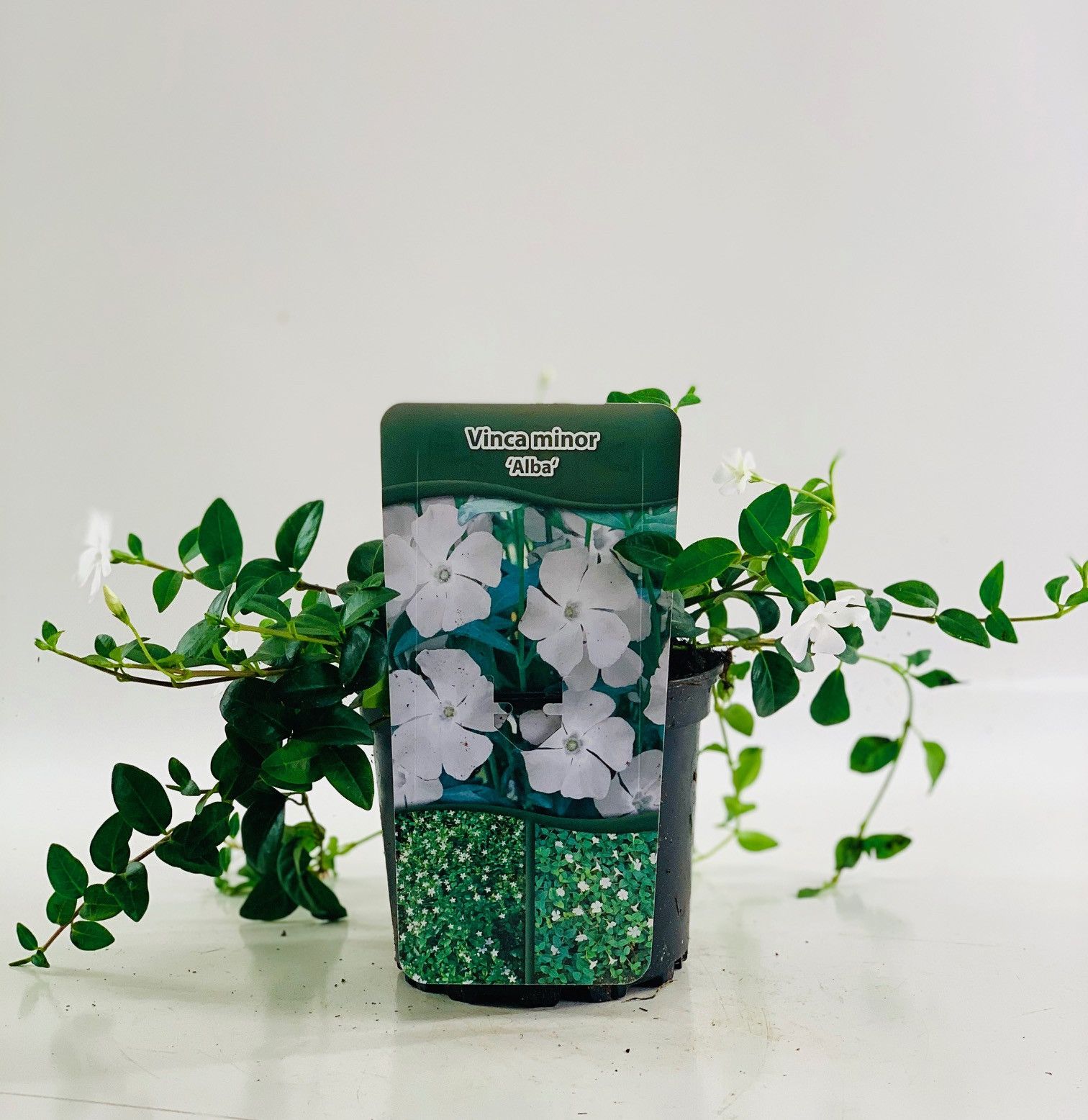 Vinca minor 'Alba' 20-25, D 15