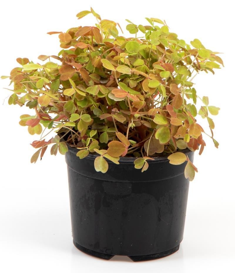 OXALIS VULCANICOLA 'GOLD', D 10