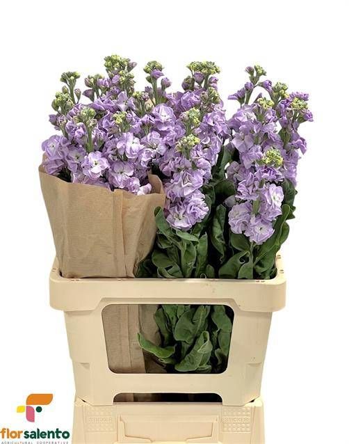 Маттиола од. Айрон Марин 65, шт.