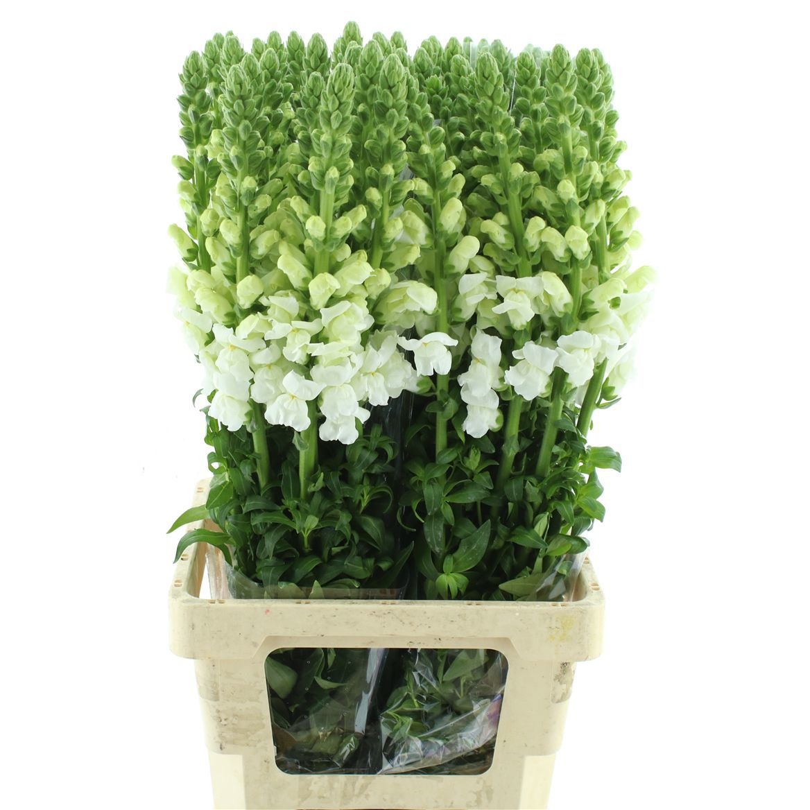 Антирринум Опус Вайт (бел.), шт.