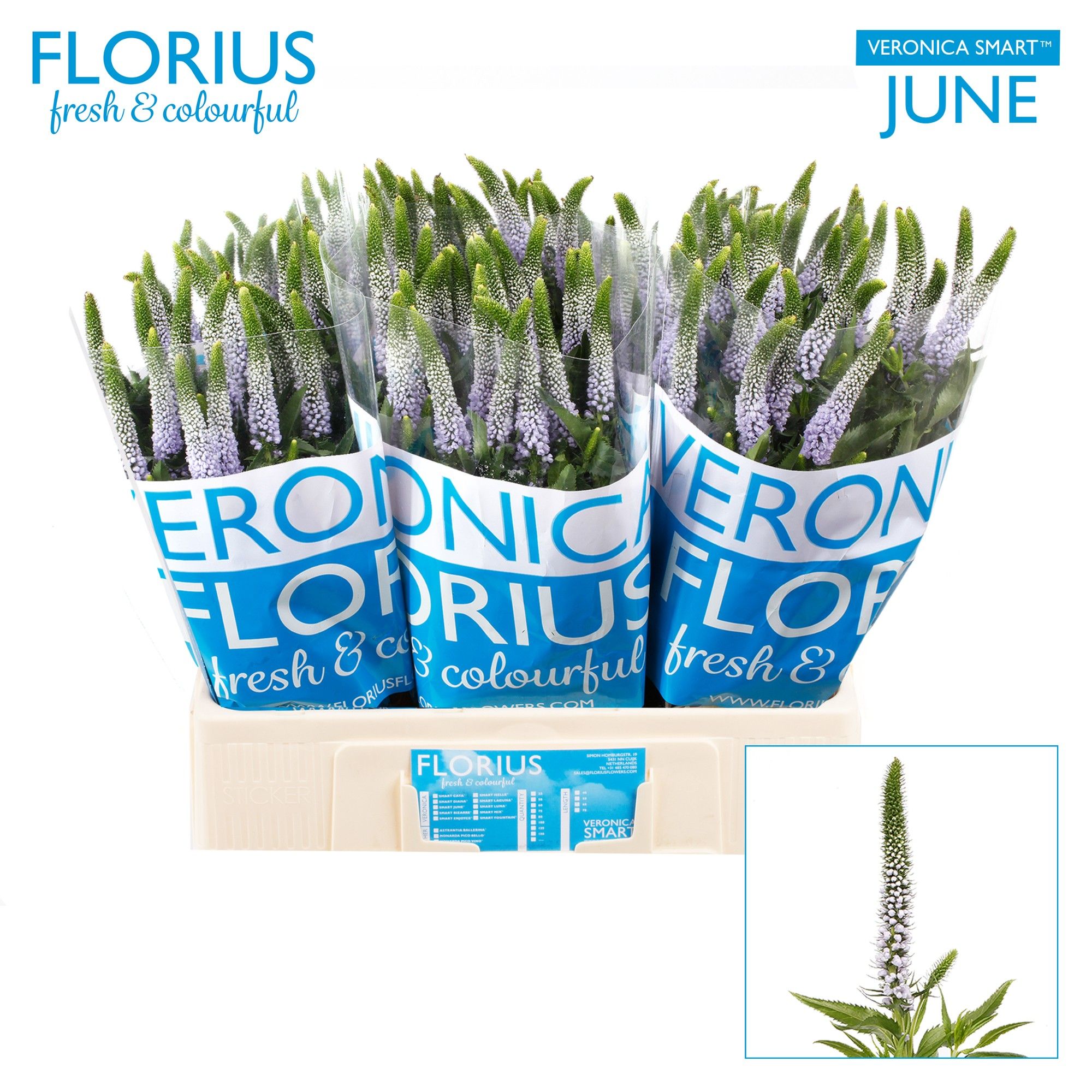 Вероника Смарт Джун 60, шт.