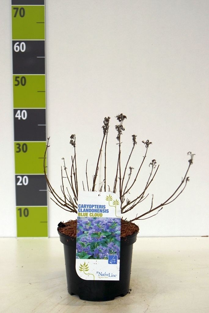 Caryopteris 'Blue Cloud' C 3, D 19
