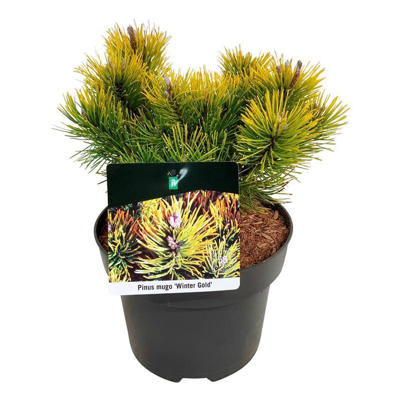 Pinus mugo 'Winter Gold', D 21