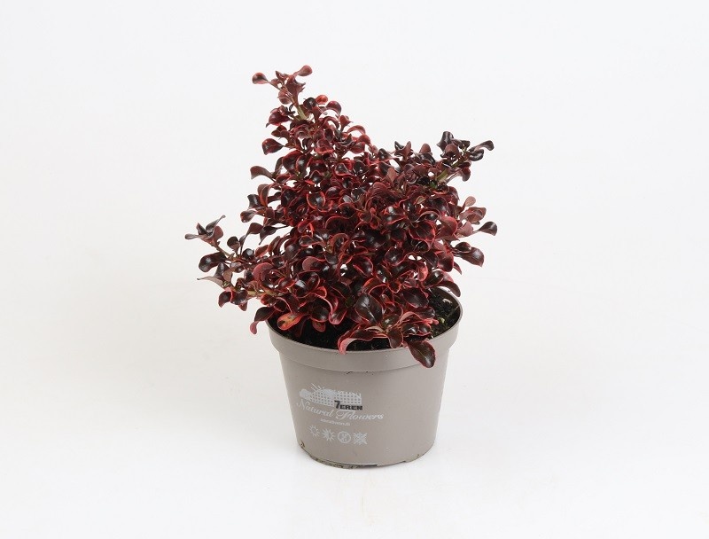 COPROSMA REPENS 'RED RUBY', D 12 cm