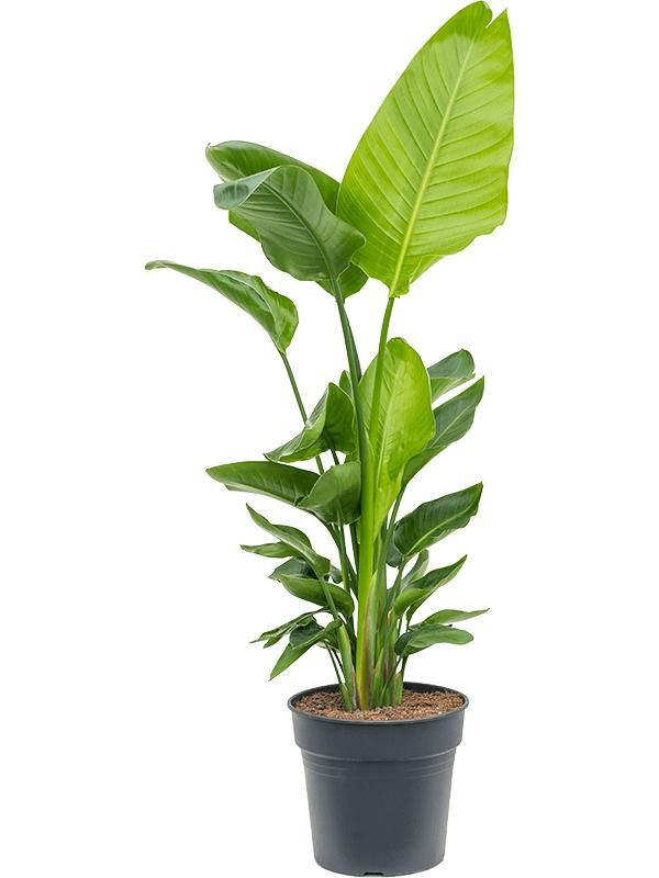 Strelitzia nicolai, D 30