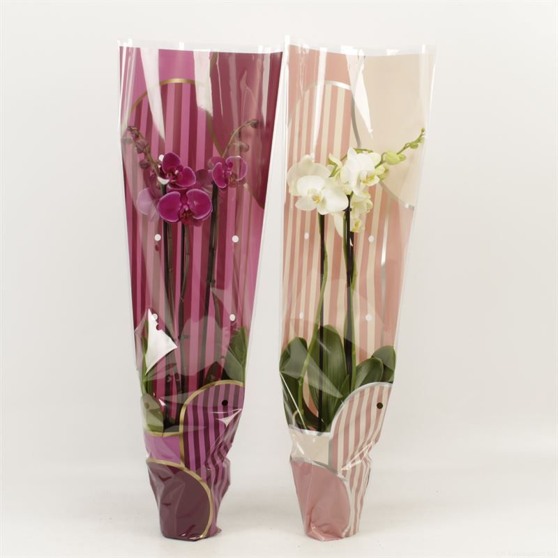 Phalaenopsis gemengd 3 tak gemengd in Leandra Moederdag hoes, D 12