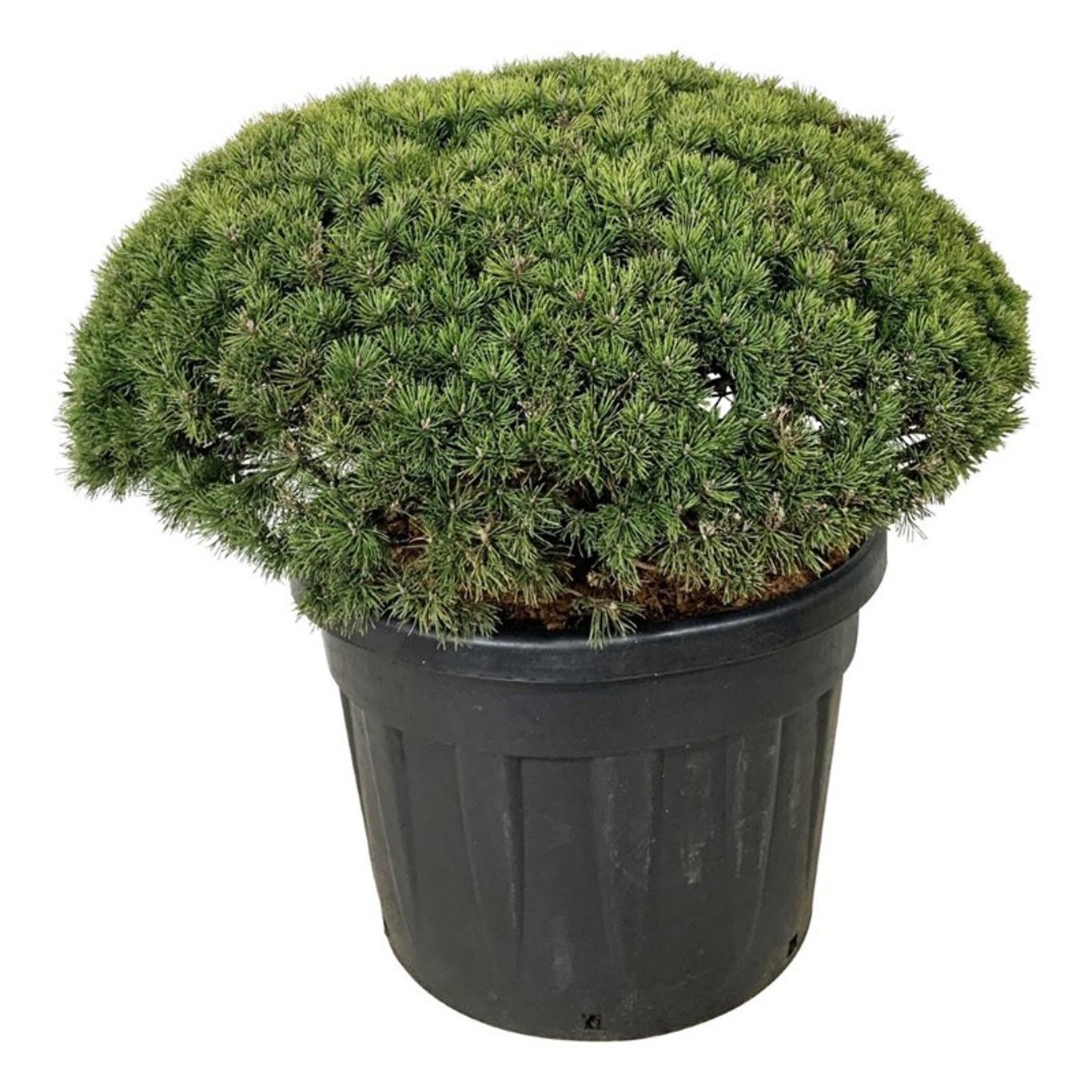 Pinus mugo 'Mops', D 65