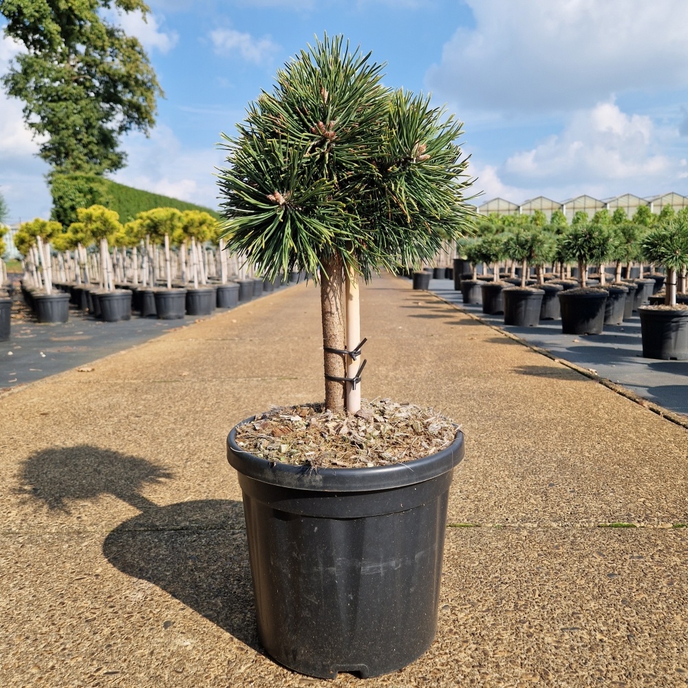 Pinus nigra 'Green Pearl'®, D 26 cm