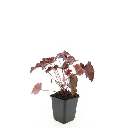 Heuchera m. 'Palace Purple', D 9 cm