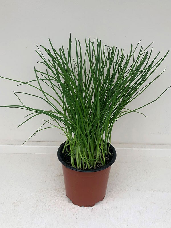 ALLIUM SCHOENOPRASUM, D 11