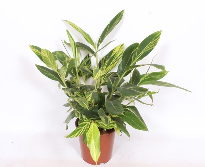 Alpinia zerumbet 'Variegata', D 27