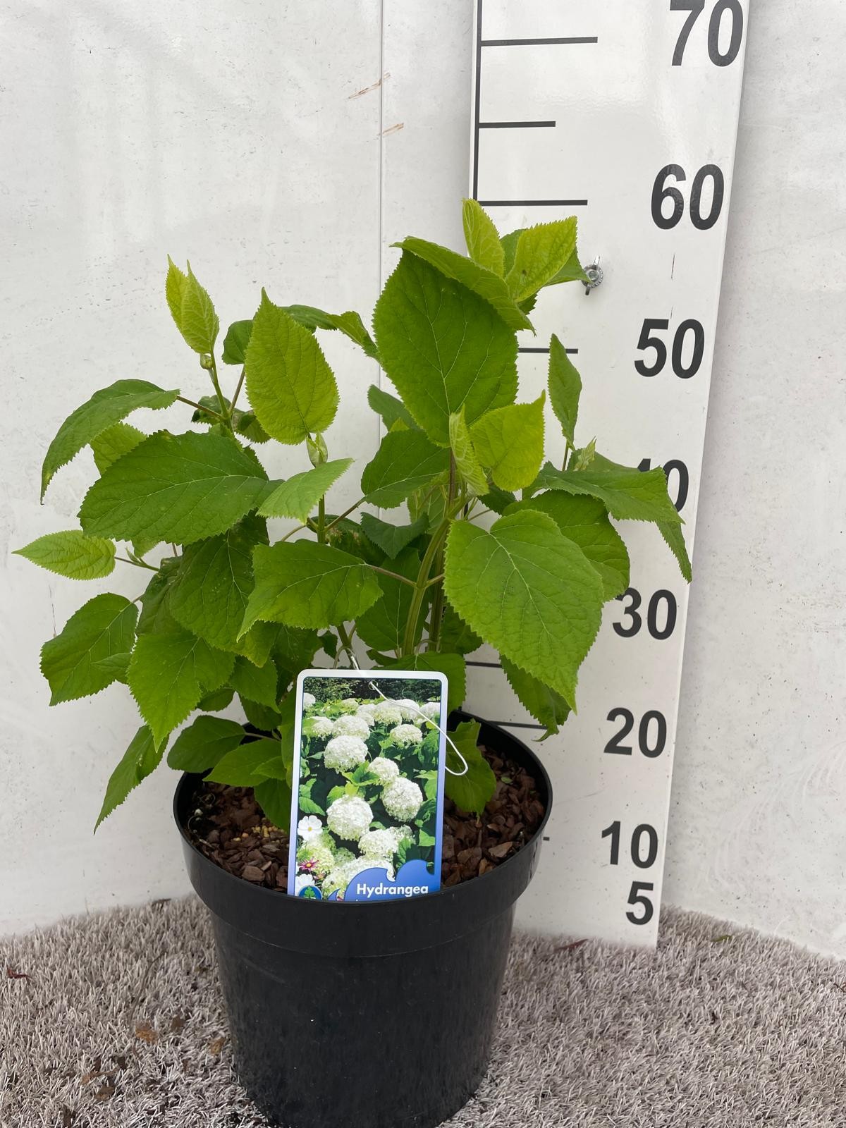 Hydrangea arb. Annabelle 50-60 P26, D 26 cm