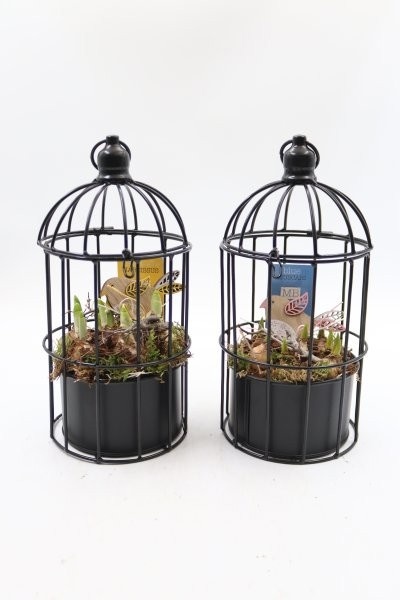 Bollen, vogelkooi zwart; mix, D 13