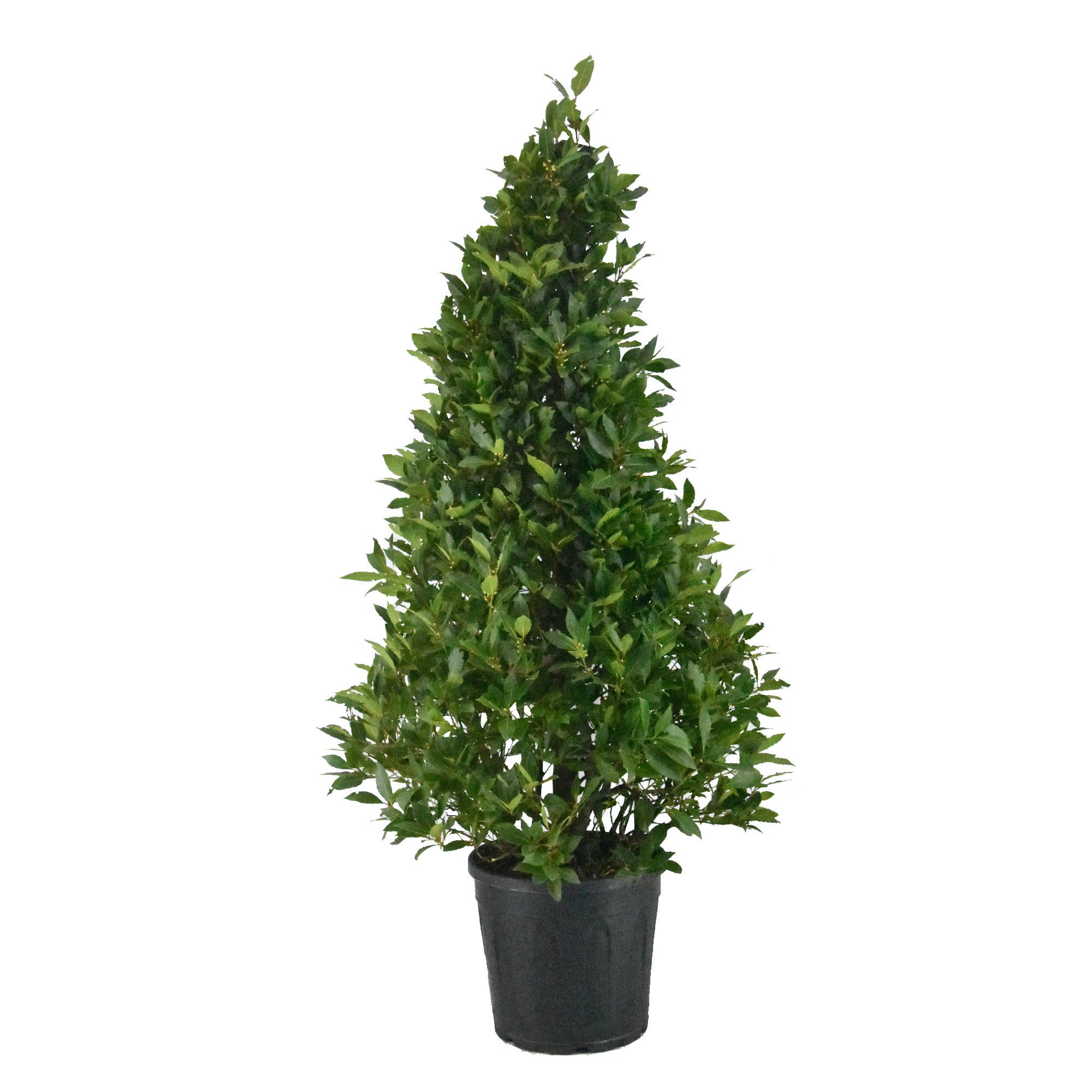 Laurus nobilis Piramide, D 30