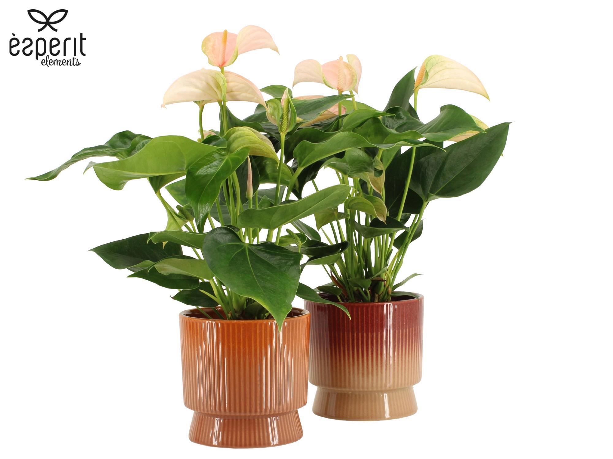 7504453: Solutionss Recreate, D 12