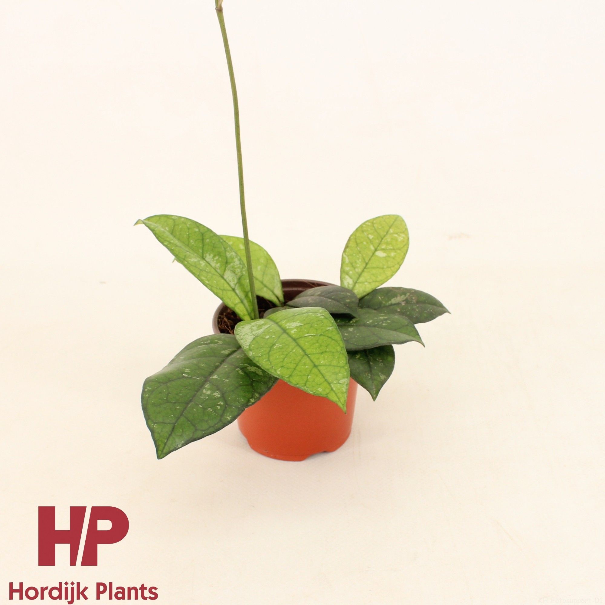 Hoya Crassipetiolata P9, D 9